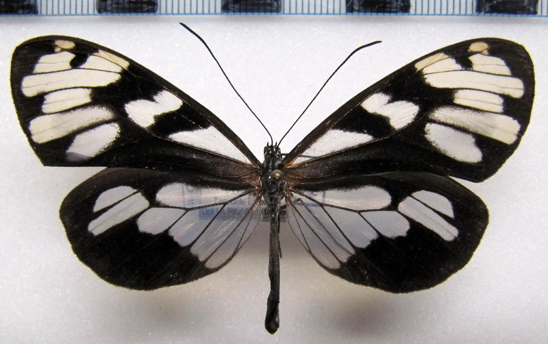  Oleria deronda deronda  femelle  (Hewitson, 1876)                              