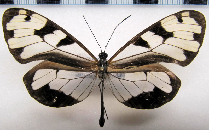 Oleria derondina derondina  male  (Haensch, 1909)                               