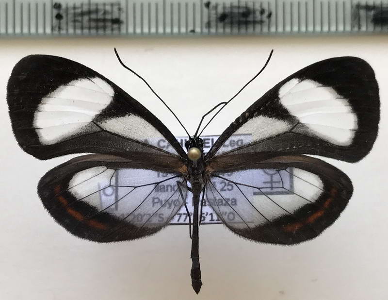  Oleria estella estella    femelle   (Hewitson, 1868)                            