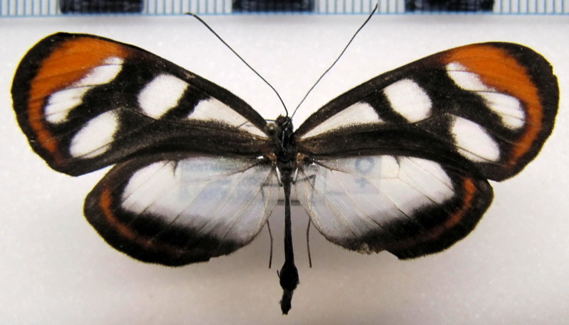   Oleria ilerdina ilerdina  femelle   (Hewitson, 1858)                             