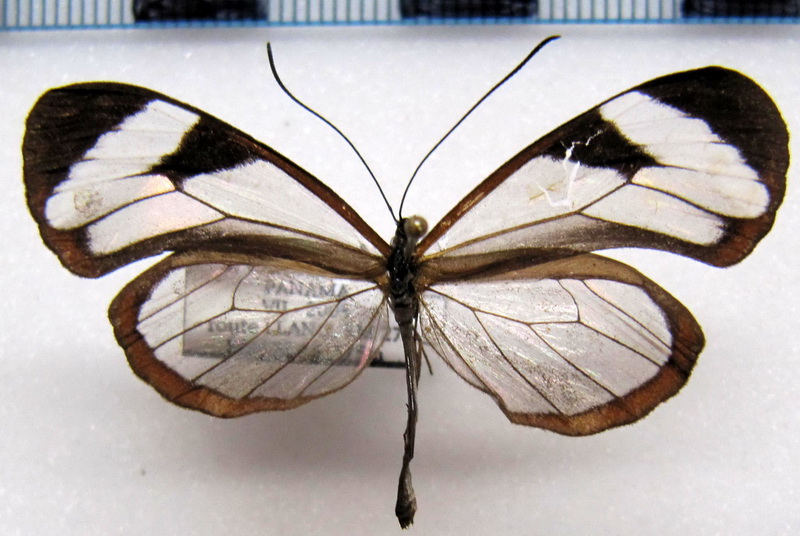  Oleria paula  mâle  ( Weymer, 1883)                             
