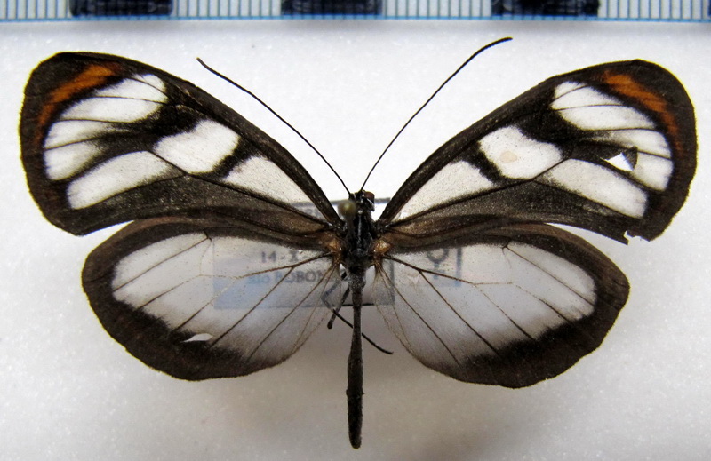   Oleria tigilla tigilla  femelle  (Weymer, 1899)                             