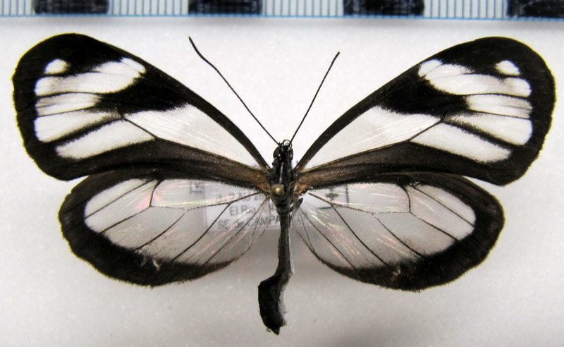 Oleria victorine sarilis  femelle   (Haensch, 1909)                               