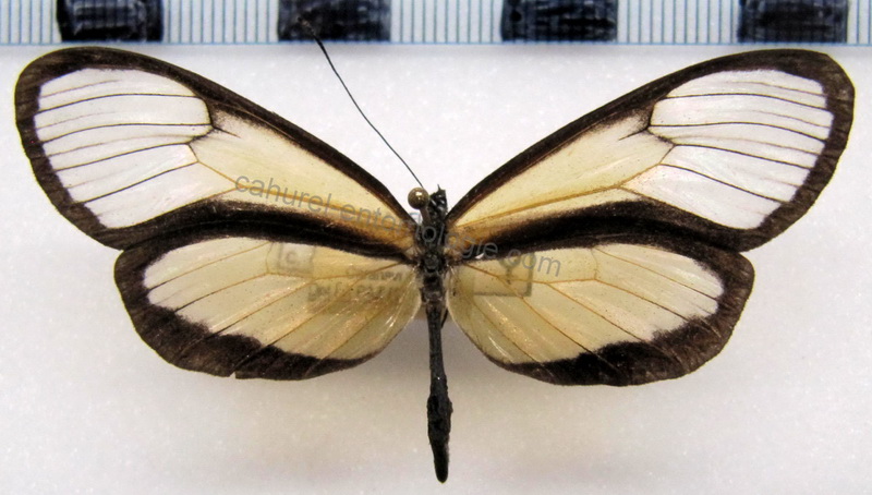  Ollantaya canilla canilla  femelle  (Hewitson, 1874)                              