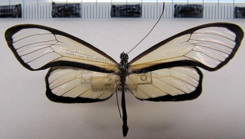 Ollantaya canilla canilla  male  (Hewitson, 1874)                               