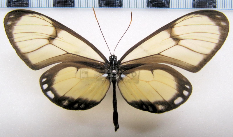 Pachacutia mantura honrathi  femelle  (Snrka, 1885)                               