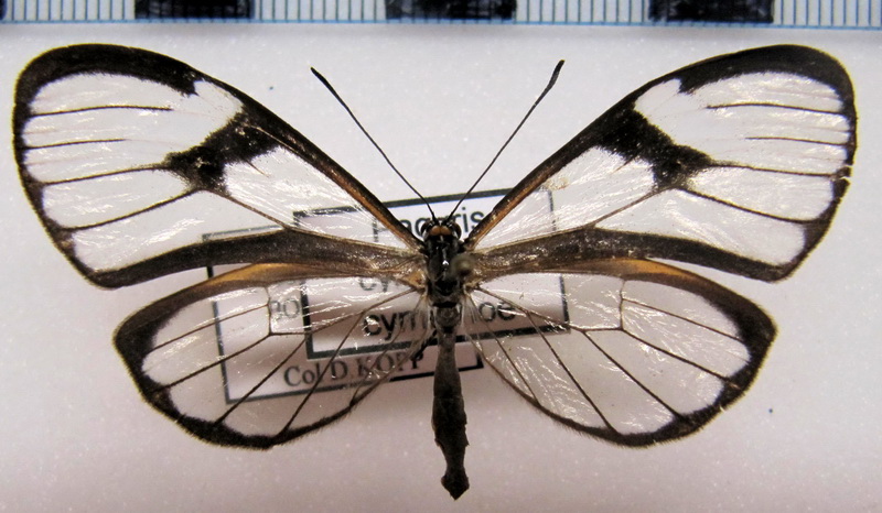   Pagyris cymothoe cymothoe  femelle  (Hewitson, [1855])                             