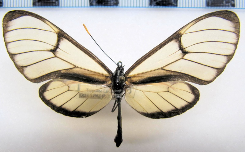  Pagyris ulla ssp  mâle                              