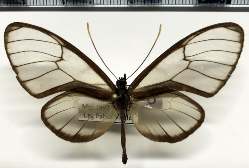  Pagyris ulla ssp  mâle           