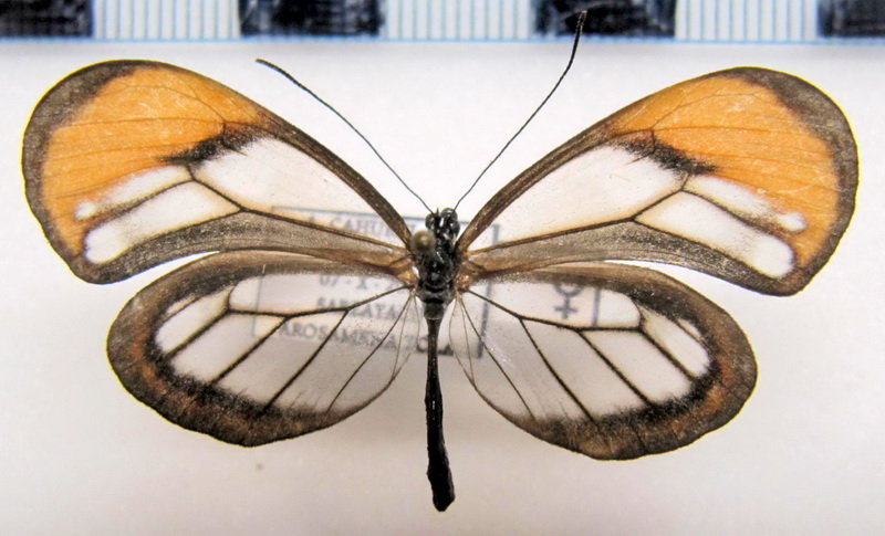  Pseudoscada florula aureola  femelle  (Bates, 1862)                              