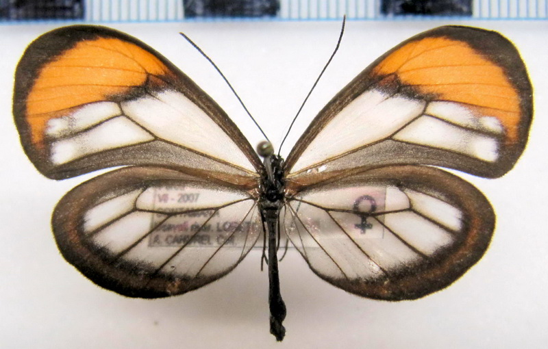 Pseudoscada florula aureola  femelle  (Bates, 1862)                               
