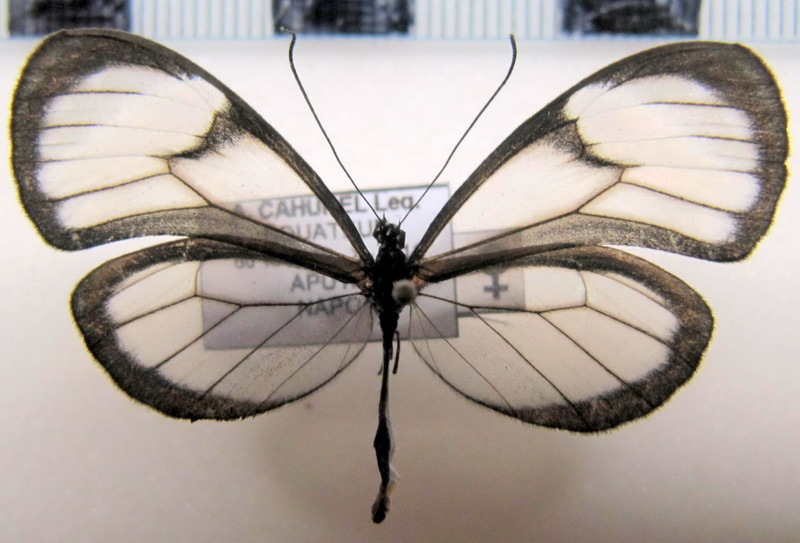 Pseudoscada timna utilla  femelle   (Hewitson, 1856)                               