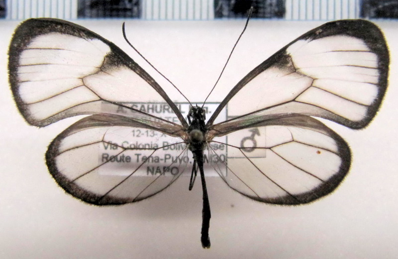  Pseudoscada timna utilla  male  (Hewitson, 1856)                              