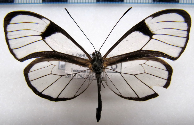    Pteronymia artena afrania  male  (Hopffer, 1874)                           