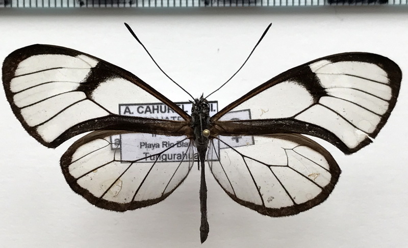Pteronymia artena artena   femelle  (Hewitson, [1855])                               