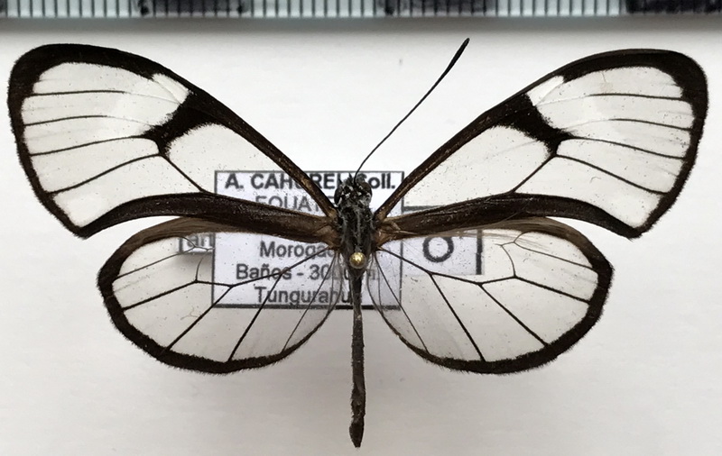 Pteronymia artena artena   mâle  (Hewitson, [1855])                               