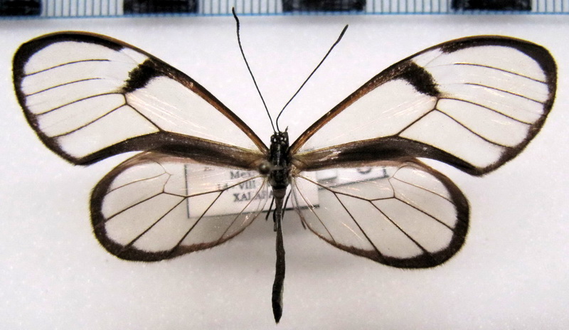 Pteronymia artena artena   male  (Hewitson, [1855])                               