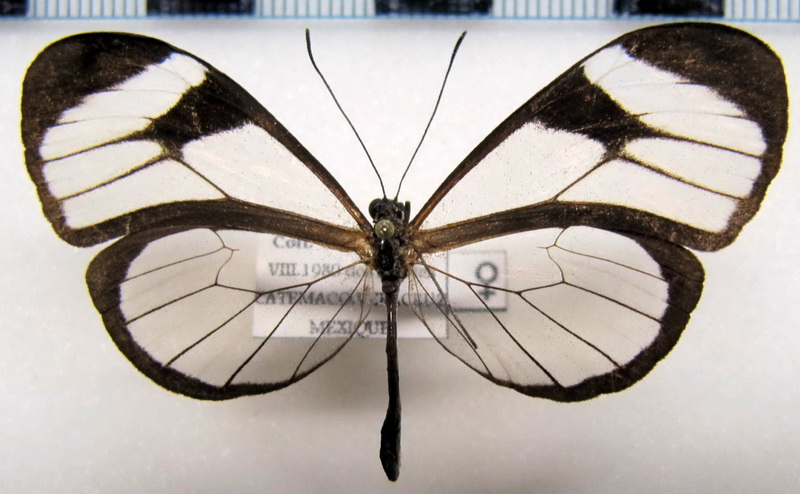   Pteronymia  cottyto cottyto femelle     (Guérin - Méneville, [1844])                             