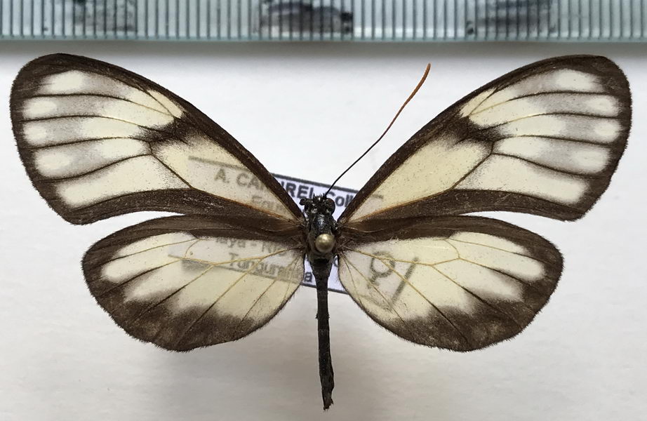  Pteronymia fumida pacifica femelle  Krüger, 1925 