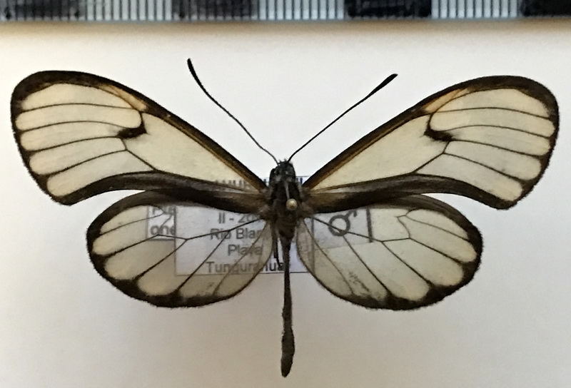 Pteronymia oneida mâle  (Hewitson, 1855)