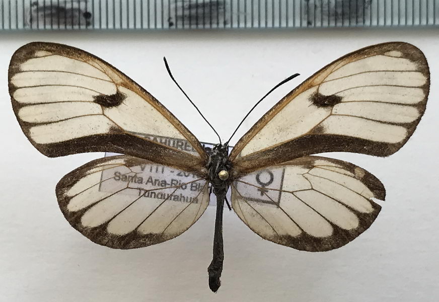   Pteronymia oneida oneida (Hewitson, 1855)
