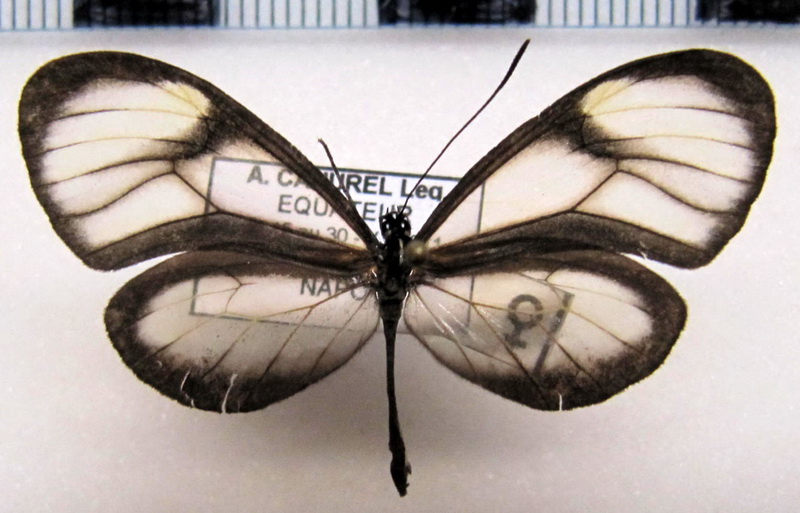   Pteronymia ozia  femelle                           