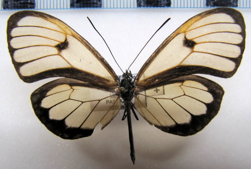  Pteronymia  serrata serrata   femelle  Haensch, 1903                                