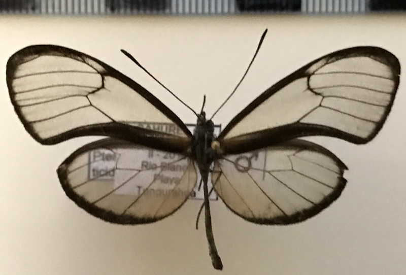 Pteronymia ticida mâle  (Hewitson, 1869)