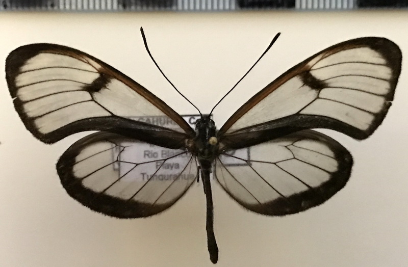 Pteronymia veia linzeram  mâle  (Herrich-Schäffer, 1865)