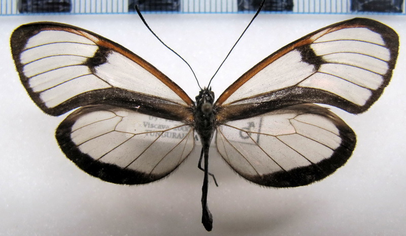   Pteronymia zerlina alina male Haensch, 1909                             