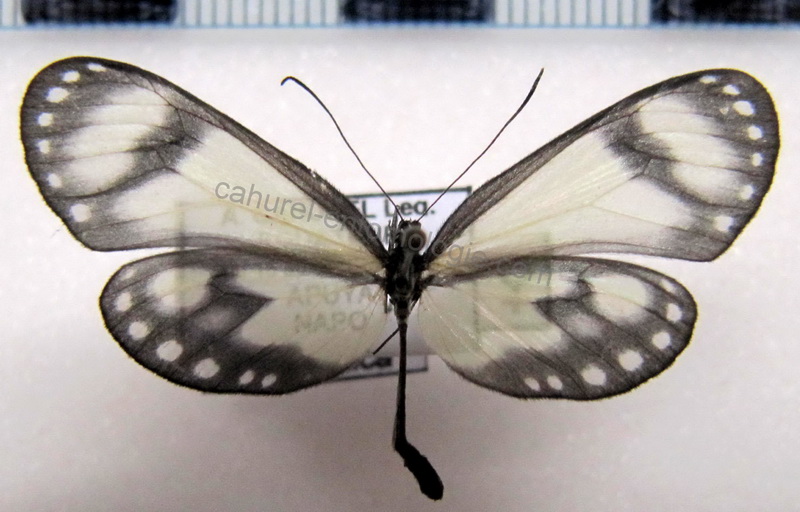  Scada reckia ethica  femelle  (Hewitson[1861])                              