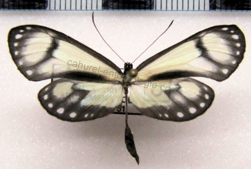    Scada reckia ethica  mâle (Hewitson[1861])                            