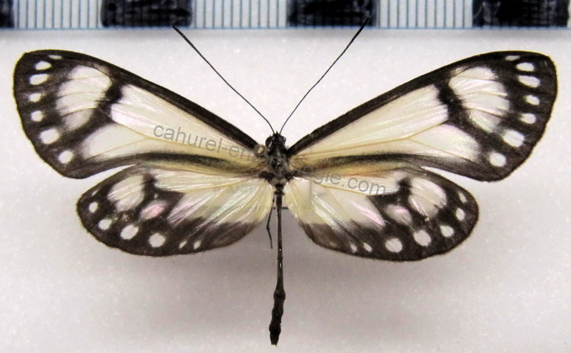  Scada reckia ethica  mâle (Hewitson[1861])                             