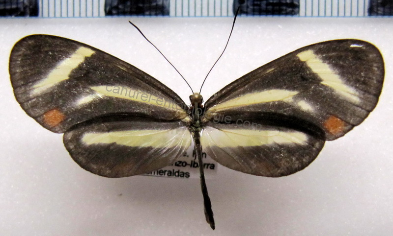   Scada zemira   femelle  (Hewitson, 1856)                             