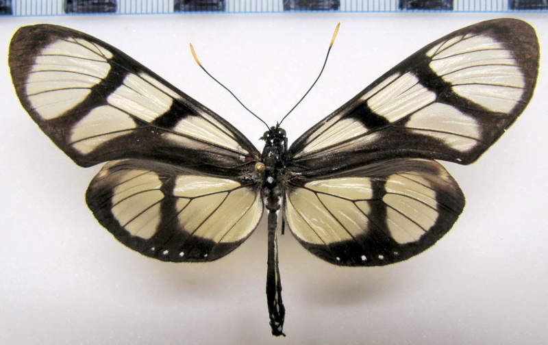 Thyridia psidii ssp  male                                