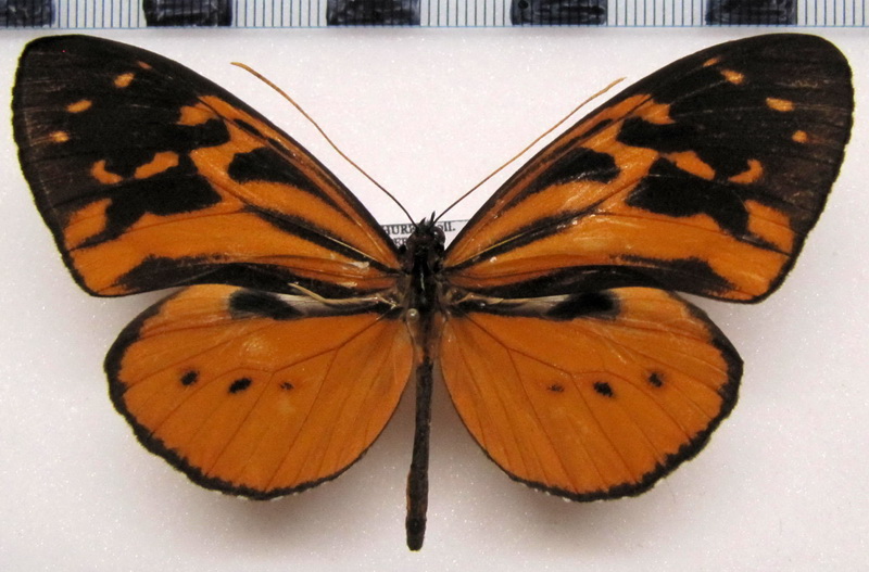  Tithorea harmonia brunnea  Male   Haensch, 1905                              