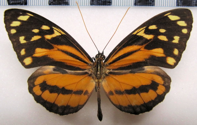    Tithorea harmonia furina  Male   Godman & Salvin, 1898                            