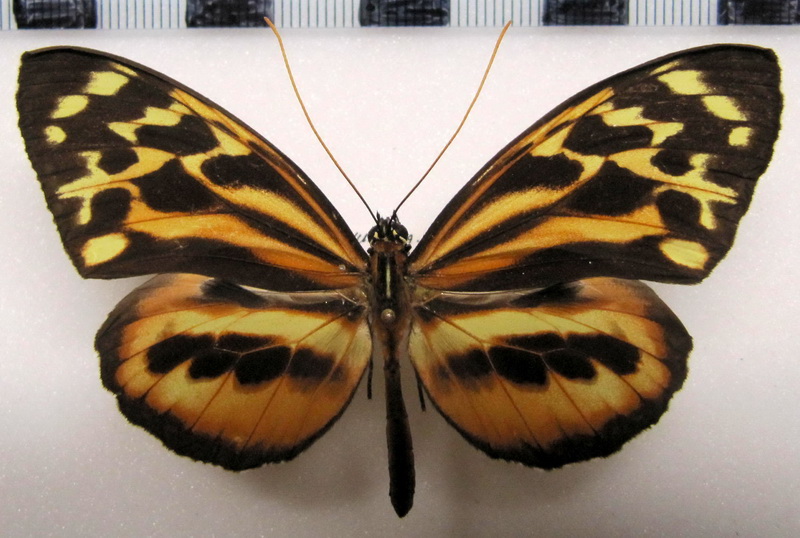 Tithorea harmonia gilberti  Male   K. Brown, 1977                               