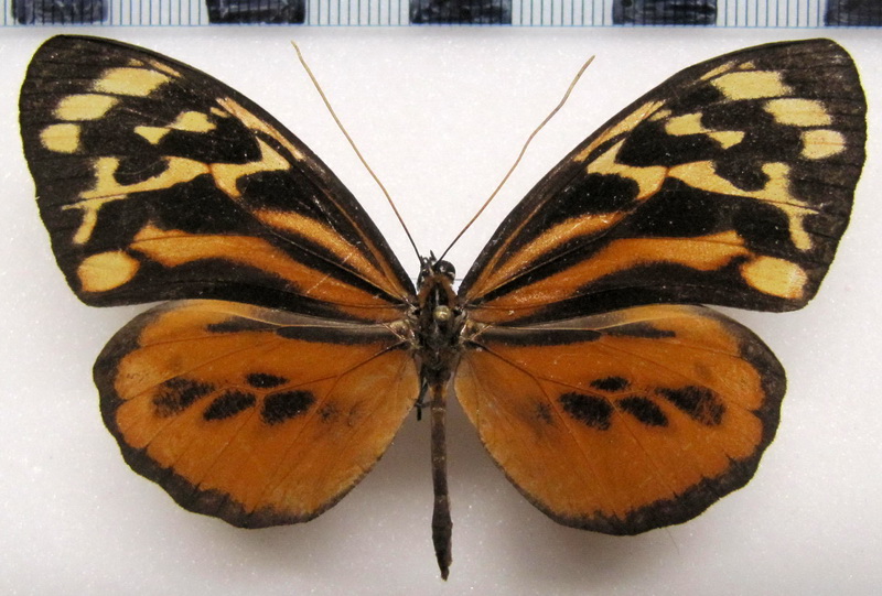   Tithorea harmonia hermias  femelle   Godman & Salvin, 1898                             