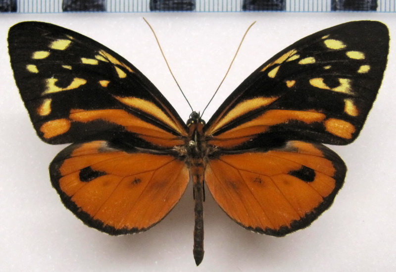   Tithorea harmonia hermias  Male   Godman & Salvin, 1898                             