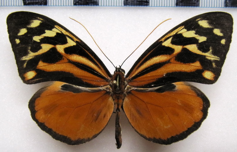   Tithorea harmonia hermias  Male   Godman & Salvin, 1898                             