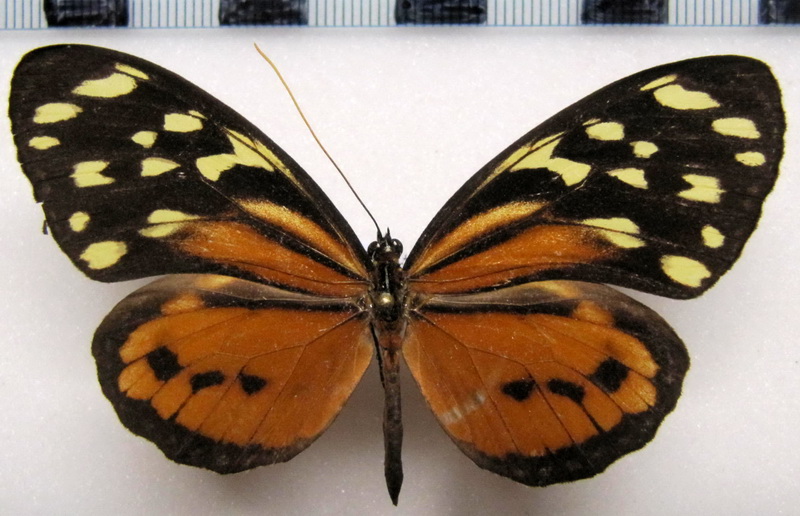 Tithorea harmonia hyppothous Femelle  Godman & Salvin, 1879                               