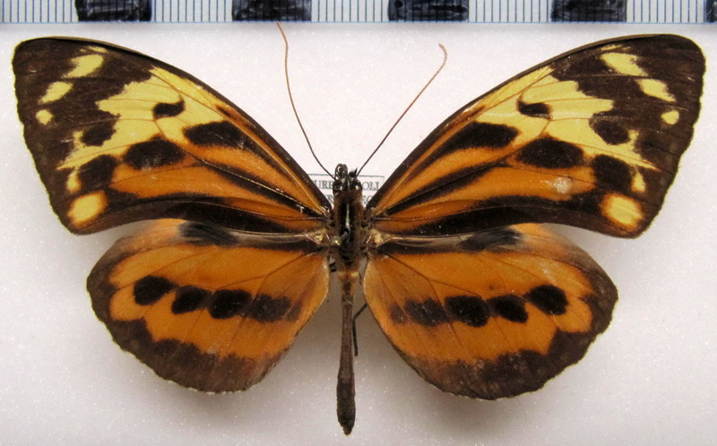 Tithorea harmonia lateflava   Male   (Haensch, 1909)                               