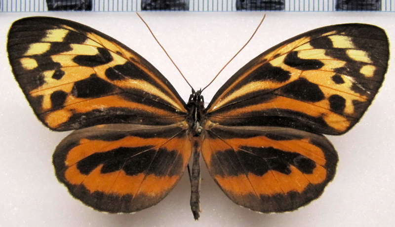   Tithorea harmonia martina   femelle   R. Fox, 1956                             