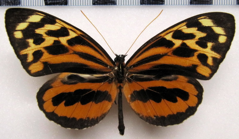 Tithorea harmonia martina   Male   R. Fox, 1956                               