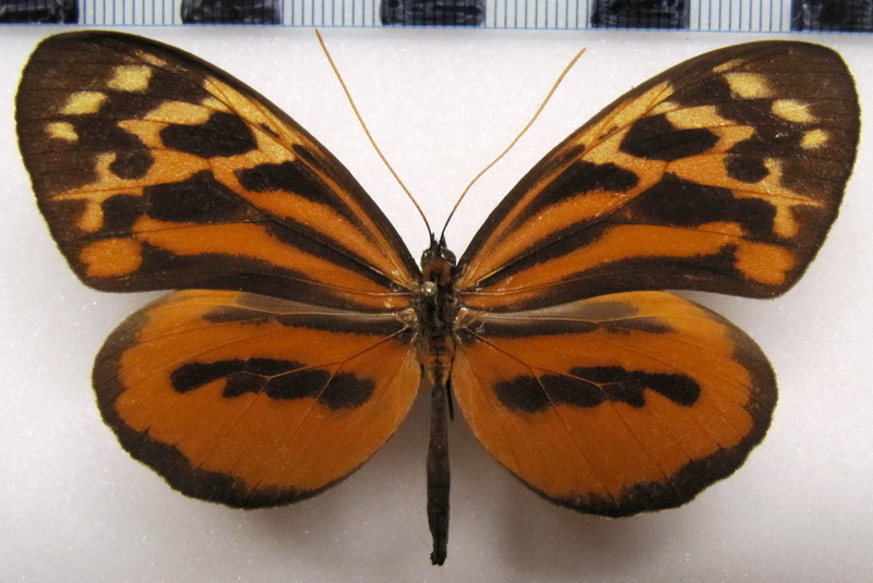 Tithorea harmonia melanina  femelle  Haensch, 1905                               