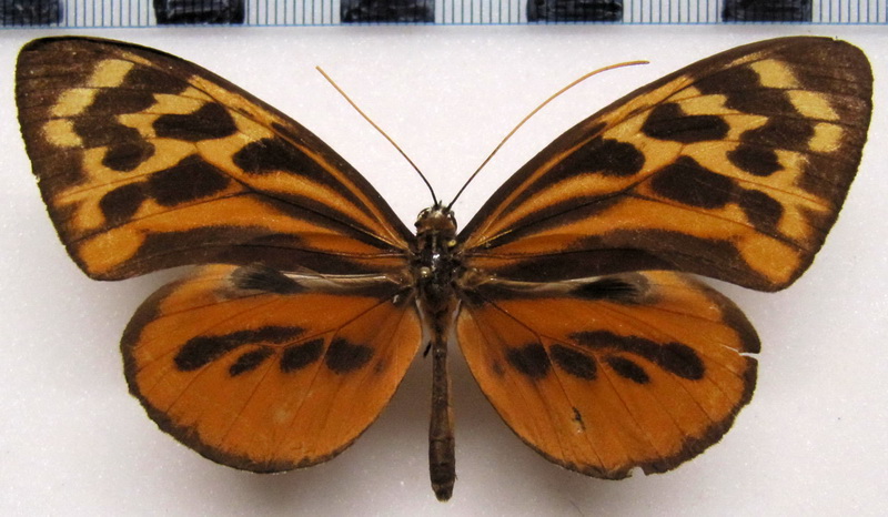   Tithorea harmonia melanina  Male  Haensch, 1905                             