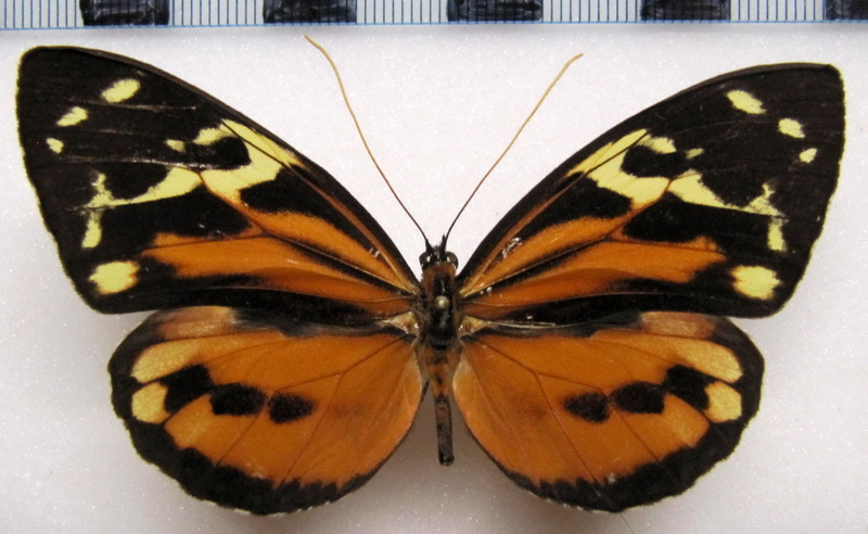 Tithorea harmonia pseudonyma  femelle  Staudinger, 1894                               