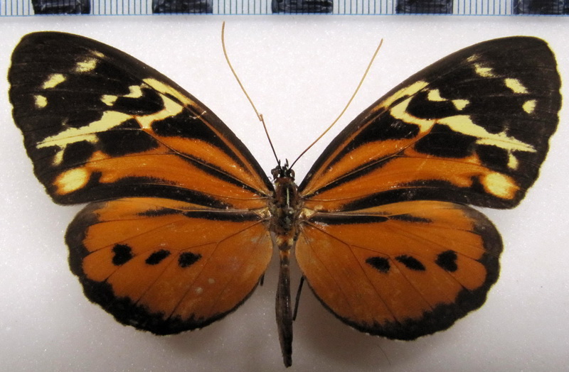 Tithorea harmonia pseudonyma  femelle   Staudinger, 1894                               