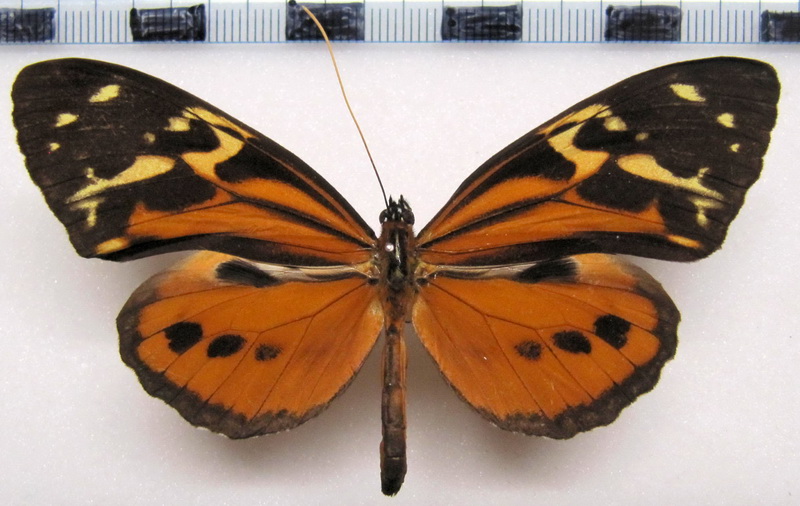 Tithorea harmonia pseudonyma  Male  Staudinger, 1894                               